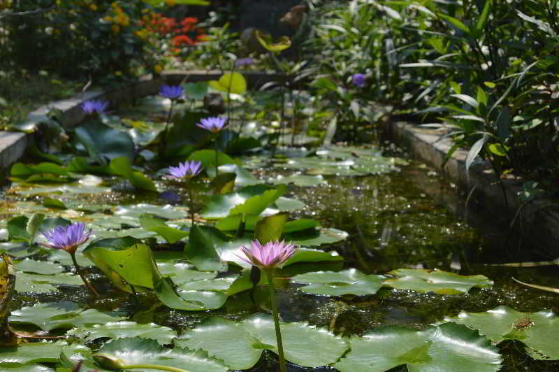 The Hoi An Orchid Garden Villas Екстер'єр фото